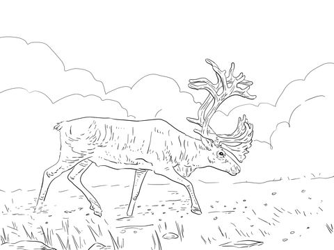 Migratory Woodland Caribou Coloring Page